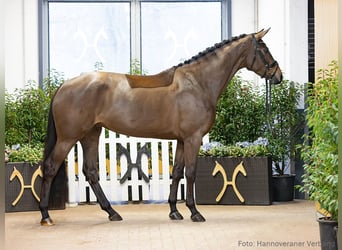 Hannoveraner, Stute, 4 Jahre, 170 cm, Brauner