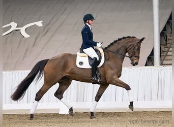 Hannoveraner, Stute, 4 Jahre, 170 cm, Brauner