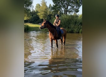 Hannoveraner, Stute, 4 Jahre, 170 cm, Brauner