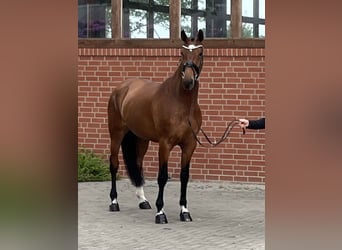 Hannoveraner, Stute, 4 Jahre, 170 cm, Brauner