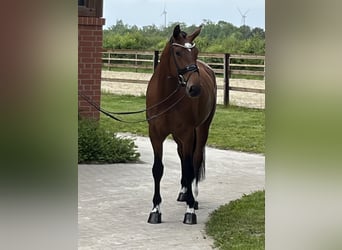 Hannoveraner, Stute, 4 Jahre, 170 cm, Brauner