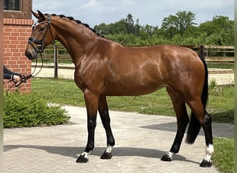 Hannoveraner, Stute, 4 Jahre, 170 cm, Brauner