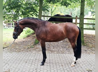 Hannoveraner, Stute, 4 Jahre, 170 cm, Brauner