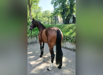 Hannoveraner, Stute, 4 Jahre, 170 cm, Brauner