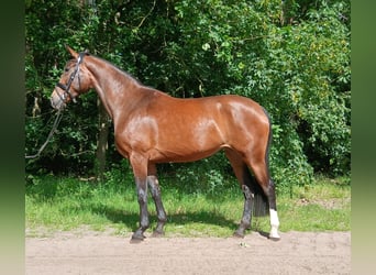 Hannoveraner, Stute, 4 Jahre, 170 cm, Brauner