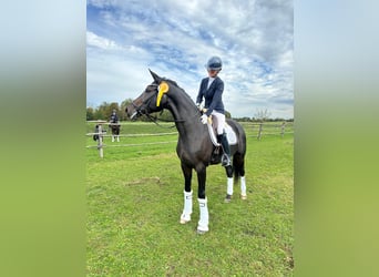 Hannoveraner, Stute, 4 Jahre, 170 cm, Brauner
