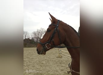 Hannoveraner, Stute, 4 Jahre, 170 cm, Brauner