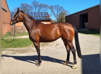 Hannoveraner, Stute, 4 Jahre, 170 cm, Brauner