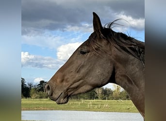 Hannoveraner, Stute, 4 Jahre, 170 cm, Brauner