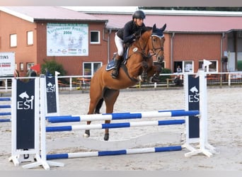 Hannoveraner, Stute, 4 Jahre, 170 cm, Brauner