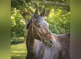 Hannoveraner, Stute, 4 Jahre, 170 cm, Dunkelbrauner