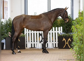 Hannoveraner, Stute, 4 Jahre, 170 cm, Dunkelbrauner