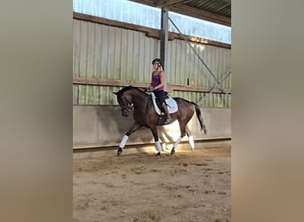 Hannoveraner, Stute, 4 Jahre, 170 cm, Dunkelbrauner
