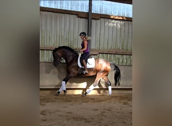 Hannoveraner, Stute, 4 Jahre, 170 cm, Dunkelbrauner