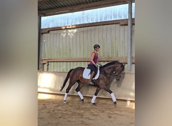 Hannoveraner, Stute, 4 Jahre, 170 cm, Dunkelbrauner