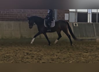 Hannoveraner, Stute, 4 Jahre, 170 cm, Dunkelbrauner