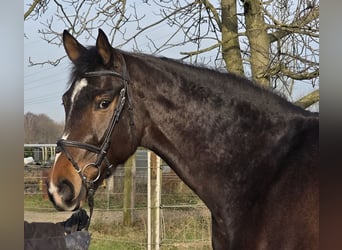 Hannoveraner, Stute, 4 Jahre, 170 cm, Dunkelbrauner