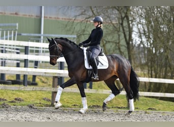 Hannoveraner, Stute, 4 Jahre, 170 cm, Dunkelbrauner