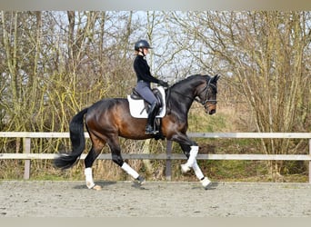 Hannoveraner, Stute, 4 Jahre, 170 cm, Dunkelbrauner