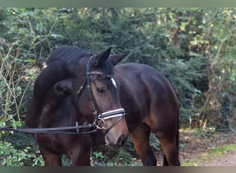 Hannoveraner, Stute, 4 Jahre, 170 cm, Dunkelbrauner