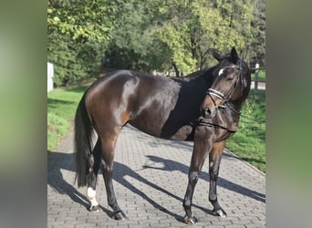Hannoveraner, Stute, 4 Jahre, 170 cm, Dunkelbrauner