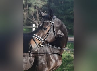 Hannoveraner, Stute, 4 Jahre, 170 cm, Dunkelbrauner