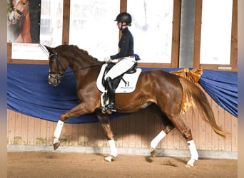Hannoveraner, Stute, 4 Jahre, 170 cm, Dunkelfuchs