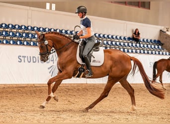 Hannoveraner, Stute, 4 Jahre, 170 cm, Dunkelfuchs