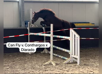 Hannoveraner, Stute, 4 Jahre, 170 cm, Dunkelfuchs