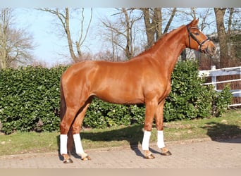 Hannoveraner, Stute, 4 Jahre, 170 cm, Fuchs