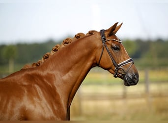 Hannoveraner, Stute, 4 Jahre, 170 cm, Fuchs