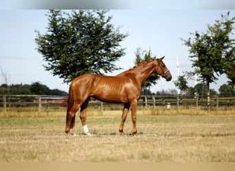 Hannoveraner, Stute, 4 Jahre, 170 cm, Fuchs