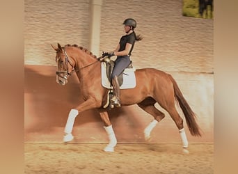 Hannoveraner, Stute, 4 Jahre, 170 cm, Fuchs