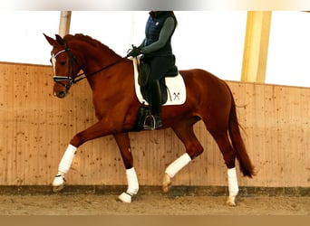 Hannoveraner, Stute, 4 Jahre, 170 cm, Fuchs