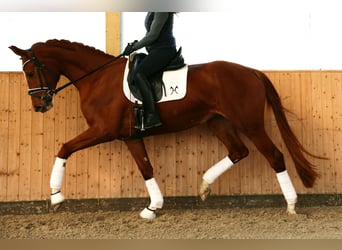 Hannoveraner, Stute, 4 Jahre, 170 cm, Fuchs