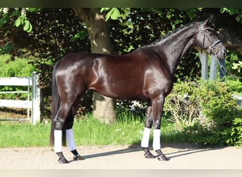 Hannoveraner, Stute, 4 Jahre, 170 cm, Rappe