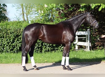 Hannoveraner, Stute, 4 Jahre, 170 cm, Rappe