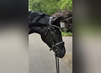 Hannoveraner, Stute, 4 Jahre, 170 cm, Rappe