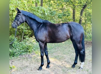 Hannoveraner, Stute, 4 Jahre, 170 cm, Rappe