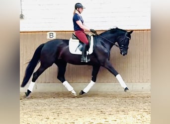 Hannoveraner, Stute, 4 Jahre, 170 cm, Rappe