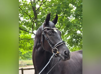 Hannoveraner, Stute, 4 Jahre, 170 cm, Rappe