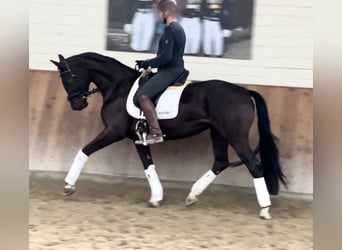 Hannoveraner, Stute, 4 Jahre, 170 cm, Rappe
