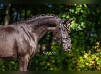Hannoveraner, Stute, 4 Jahre, 170 cm, Rappe
