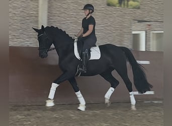 Hannoveraner, Stute, 4 Jahre, 170 cm, Rappe