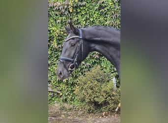 Hannoveraner, Stute, 4 Jahre, 170 cm, Rappe