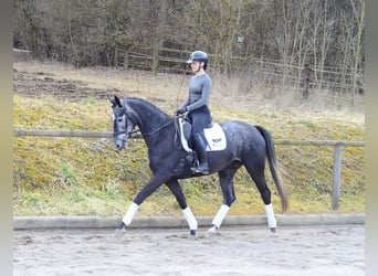 Hannoveraner, Stute, 4 Jahre, 170 cm, Schimmel