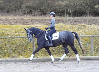 Hannoveraner, Stute, 4 Jahre, 170 cm, Schimmel