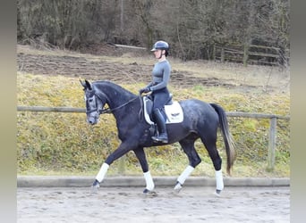 Hannoveraner, Stute, 4 Jahre, 170 cm, Schimmel