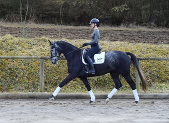 Hannoveraner, Stute, 4 Jahre, 170 cm, Schimmel