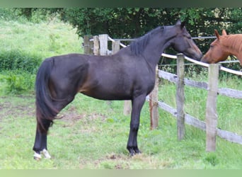 Hannoveraner, Stute, 4 Jahre, 170 cm, Schwarzbrauner
